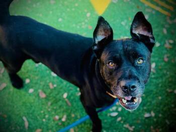 REGAL -  Labrador Retriever Dog for Adoption in Orlando, Florida - REGAL | PetCurious