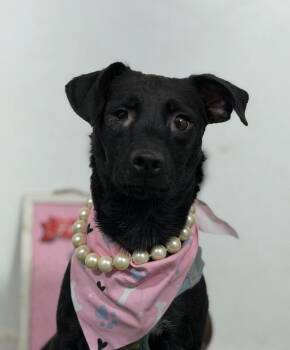 Luna Azul-One of our Amazing Rescue Dogs -  Chihuahua and Whippet Dog for Adoption in Carlsbad, California - Luna Azul-One Of Our Amazing Rescue Dogs | PetCurious
