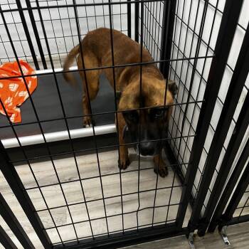 Terrier Dogs Available for Adoption - Roz | PetCurious