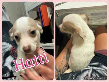 Rescue Chihuahua and Dachshund Dogs for Adoption in South Kingstown, Rhode Island - Hatti Havana | PetCurious