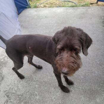 Buffy -  Chocolate Labrador Retriever and Standard Poodle Dog for Adoption in Corvallis, Oregon - Buffy | PetCurious