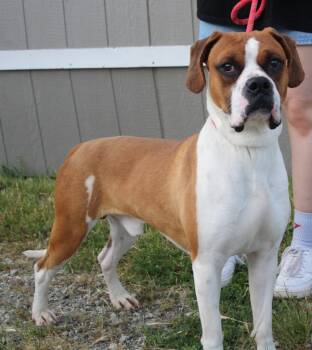 Rescue Boxer and Mixed Breed Dogs for Adoption in Vacaville, California - Dorito | PetCurious