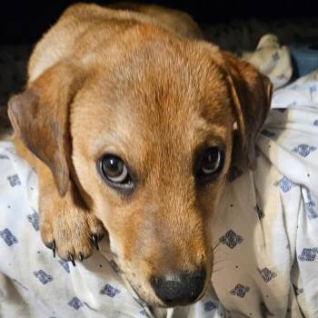 Sookie -  Labrador Retriever Dog for Adoption in Wake Forest, North Carolina - Sookie | PetCurious