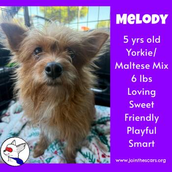 Rescue Yorkshire Terrier and Maltese Dogs for Adoption in Glendora, California - Melody | PetCurious