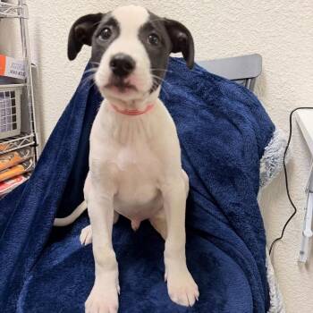 Terrier Dogs Available for Adoption in Parker, Colorado - 441 (2026) | PetCurious