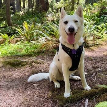 Rescue Siberian Husky Dogs for Adoption in San Francisco, California - Arthur | PetCurious