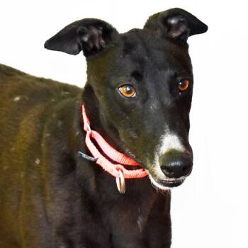 Bugs -  Greyhound Dog for Adoption in Ware, Massachusetts - Bugs | PetCurious