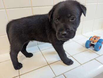 Amelia -  German Shepherd Dog Dog for Adoption in Fosters, Alabama - Amelia | PetCurious