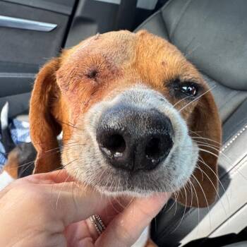 Beagle Dogs Available for Adoption - Bagel | PetCurious
