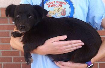 Rescue Pomeranian and Terrier Dogs for Adoption in Carrollton, Texas - Carsen | PetCurious