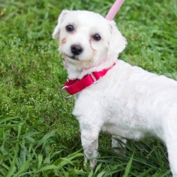 Rio 22448 -  Miniature Poodle and Maltese Dog for Adoption in Cumming, Georgia - Rio 22448 | PetCurious