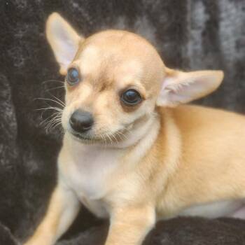 Chihuahua and Dachshund Dogs Available for Adoption in Austin, Texas - Elsa AB | PetCurious