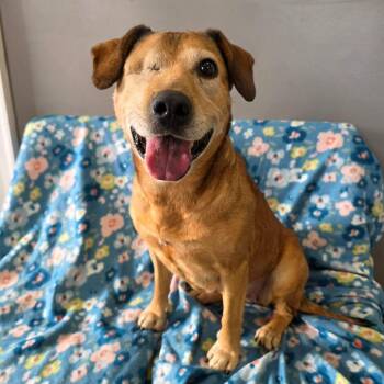 Mixed Breed Dogs Available for Adoption in Jackson, Missouri - Winx | PetCurious