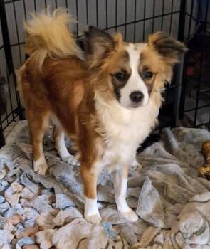 Bella -  Shetland Sheepdog Sheltie and Bichon Frise Dog Available for Adoption in Cottonwood, California - Bella | PetCurious
