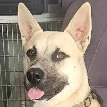 Dexter -  Anatolian Shepherd and Mixed Breed Dog for Adoption in Corpus Christi, Texas - Dexter | PetCurious