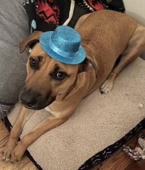 Rescue Black Mouth Cur and Mixed Breed Dogs for Adoption in Columbia, South Carolina - Volkie | PetCurious