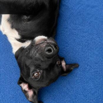 Thomas -  Mixed Breed and Terrier Dog for Adoption in Enterprise, Alabama - Thomas | PetCurious