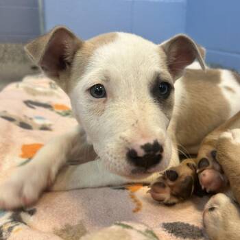 Petey -  Pit Bull Terrier and Mixed Breed Dog for Adoption in Madisonville, Tennessee - Petey | PetCurious