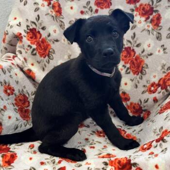 Penny -  Black Labrador Retriever and Mixed Breed Dog for Adoption in Hawthorne, California - Penny | PetCurious