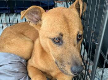 Rescue Mixed Breed Dogs for Adoption in Midway City, California - Lucy | PetCurious