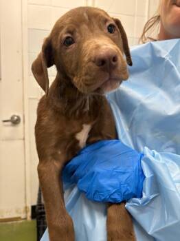 Labrador Retriever and Pit Bull Terrier Dogs Available for Adoption - Poutine | PetCurious