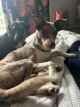 Diva Dumpling -  Australian Shepherd and Catahoula Leopard Dog Dog for Adoption in Randolph, Massachusetts - Diva Dumpling | PetCurious