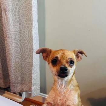 Peaches -  Chihuahua Dog for Adoption in Lexington, Kentucky - Peaches | PetCurious