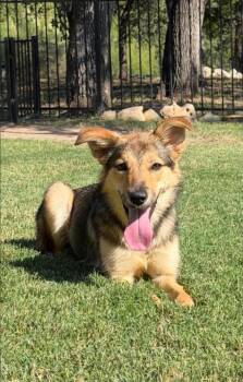 Marma -  German Shepherd Dog Dog for Adoption in Garden Valley, Idaho - Marma | PetCurious