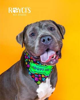 GHOST -  Pit Bull Terrier Dog for Adoption in West Valley City, Utah - GHOST | PetCurious