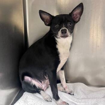 Mixed Breed Dogs Available for Adoption in Winston-salem, North Carolina - Olive | PetCurious