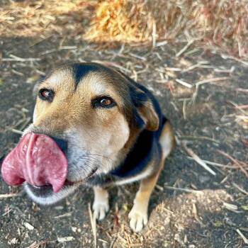 Rosie -  Shepherd and Labrador Retriever Dog for Adoption in Lewisville, Texas - Rosie | PetCurious