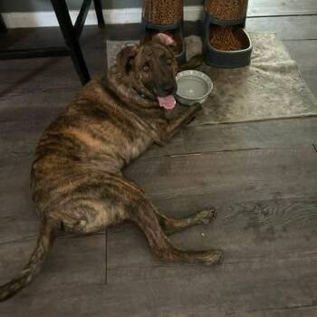 German Shepherd Dog and Chocolate Labrador Retriever Dogs Available for Adoption in Glocester, Rhode Island - Rex * Courtesy Post * | PetCurious