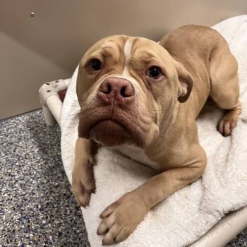 Mia -  Mixed Breed Dog for Adoption in Fairport, New York - Mia | PetCurious