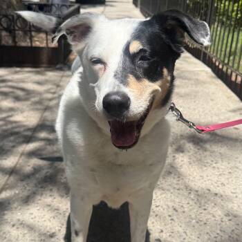Gina -  Border Terrier Dog for Adoption in New York, New York - Gina | PetCurious