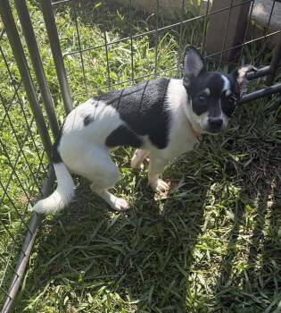 Chihuahua Dogs Available for Adoption in Cranston, Rhode Island - Poppy In LA | PetCurious