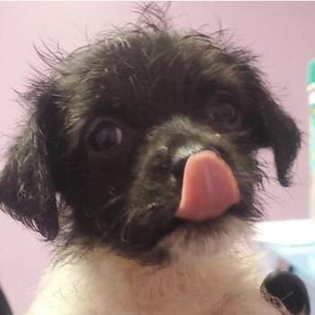 Princess Daisy -  Chihuahua Dog for Adoption in Tacoma, Washington - Princess Daisy | PetCurious