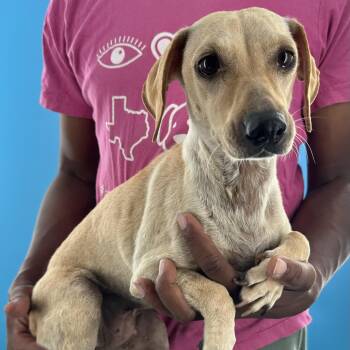 Gracie - Local August 28-30 -  Labrador Retriever Dog for Adoption in Brookshire, Texas - Gracie - Local August 28-30 | PetCurious
