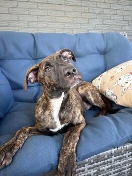 Tommie -  Labrador Retriever Dog for Adoption - Tommie | PetCurious