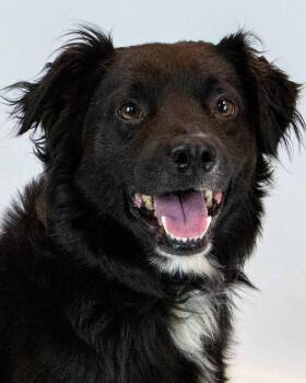 Jonah -  Border Collie and Retriever Dog for Adoption in Kennesaw, Georgia - Jonah | PetCurious