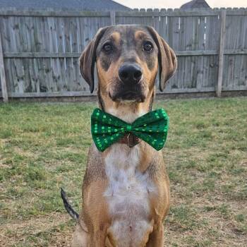 Cookie -  Labrador Retriever and Doberman Pinscher Dog for Adoption in Warren, Rhode Island - Cookie | PetCurious