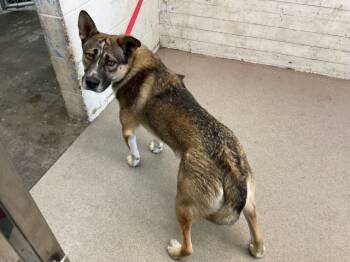 Rescue German Shepherd Dog Dogs for Adoption in San Bernardino, California - BOWSER | PetCurious
