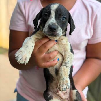 Mr. Johnson -  Mixed Breed Dog for Adoption in Buffalo, Minnesota - Mr. Johnson | PetCurious