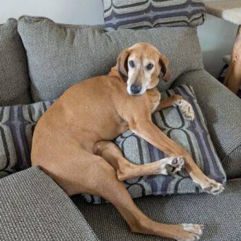 Redbone Coonhound Dogs Available for Adoption - Lou | PetCurious