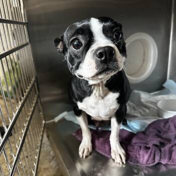 Tootsie -  Boston Terrier Dog for Adoption in Evensville, Tennessee - Tootsie | PetCurious