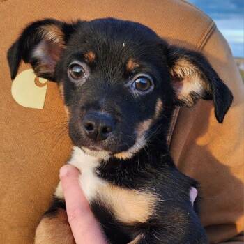 Dachshund Dogs Available for Adoption - Audi | PetCurious