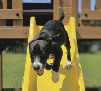 Pup Sam -  Hound Dog for Adoption in Washington, District Of Columbia - Pup Sam | PetCurious