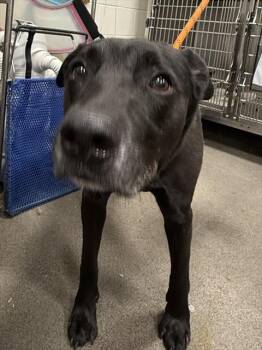 Rescue Labrador Retriever Dogs for Adoption - PHIL | PetCurious