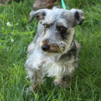 Arabella -  Schnauzer and Poodle Dog for Adoption in Eaton, Ohio - Arabella | PetCurious