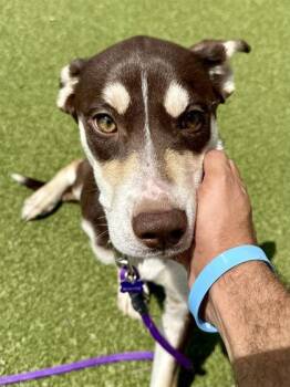 Autumn -  Mixed Breed Dog for Adoption in Wichita, Kansas - Autumn | PetCurious