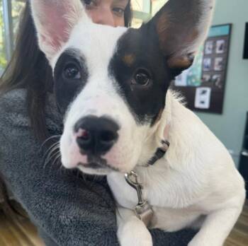 Fortiss -  Terrier Dog for Adoption in Naperville, Illinois - Fortiss | PetCurious